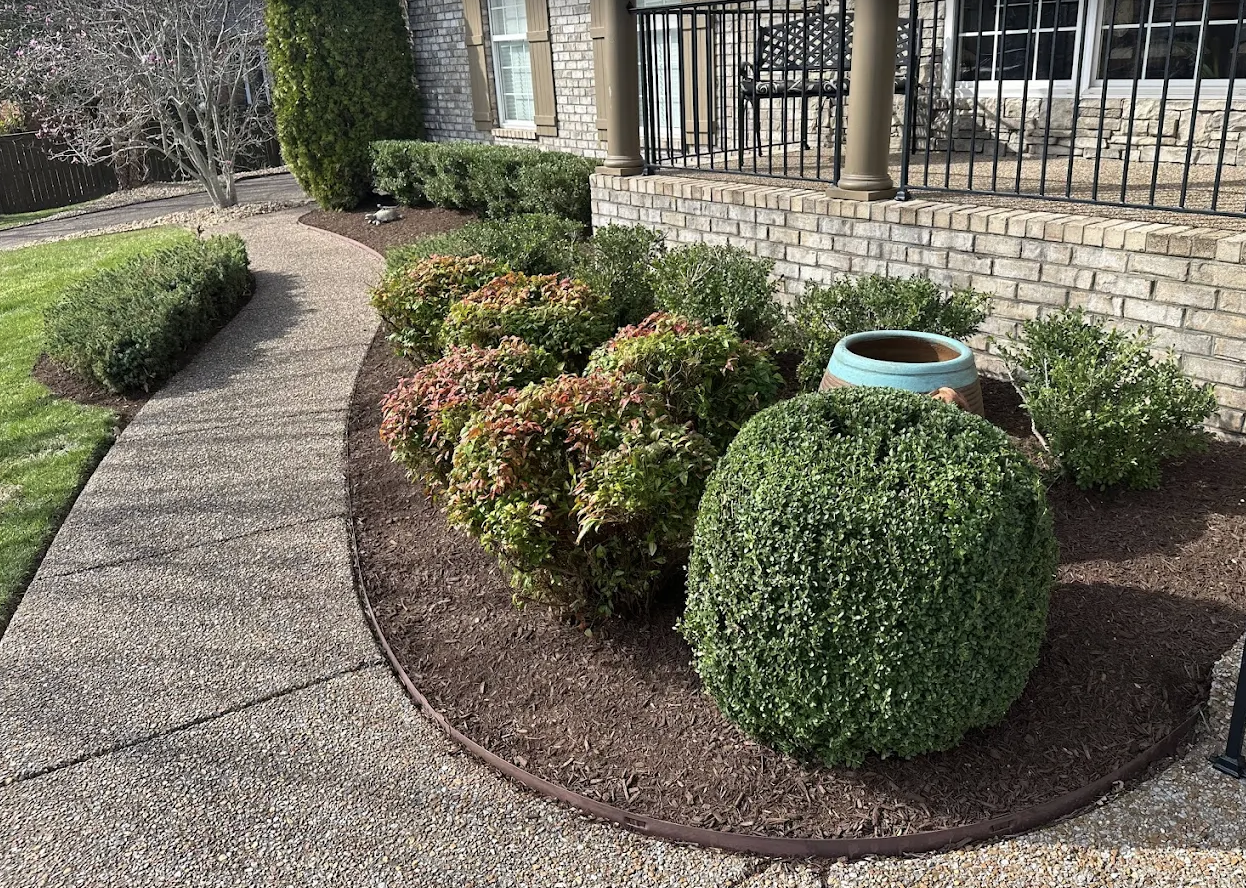 Freshly mulched landscape beds with rounded shrubs along a curved walkway.